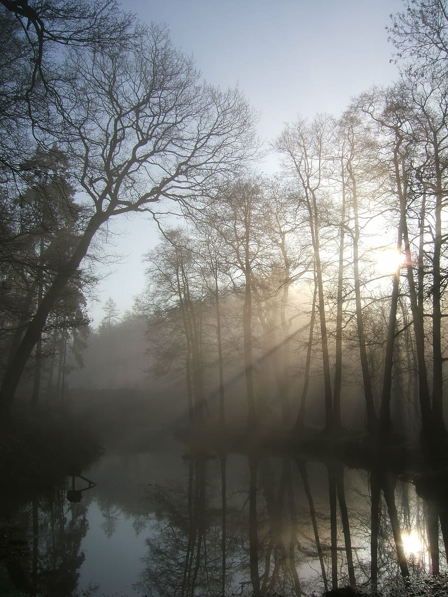 morning, forest, haze, tree, plant, tranquility, fog, beauty in nature HD wallpaper