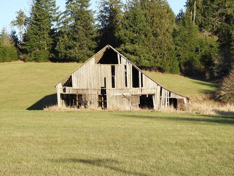 barn, rustic, weathered, old, field, farm, plant, tree, architecture HD wallpaper