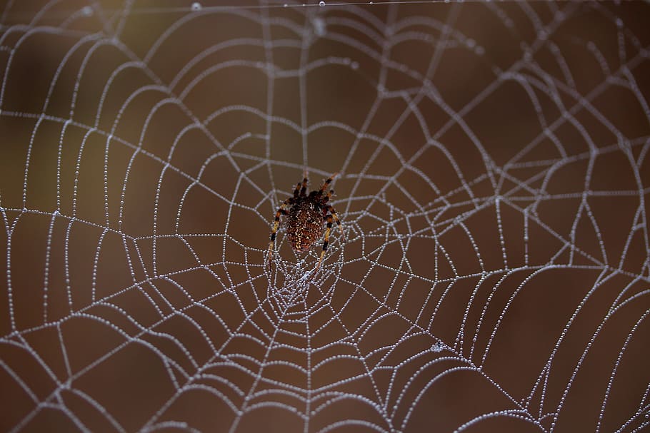 spider, spider web, wet, hooked, place, dew, drops, nature HD wallpaper