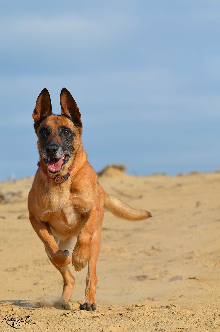 malinois, sand, summer, beach, warm, sun, belgian shepherd dog HD wallpaper