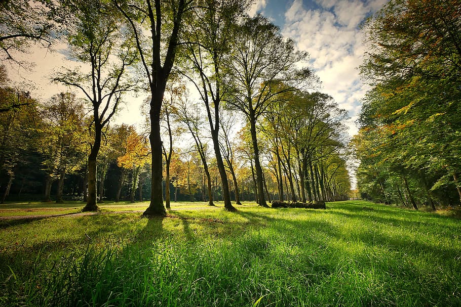 thin trees surrounded by grass field under white clouds, landscape HD wallpaper