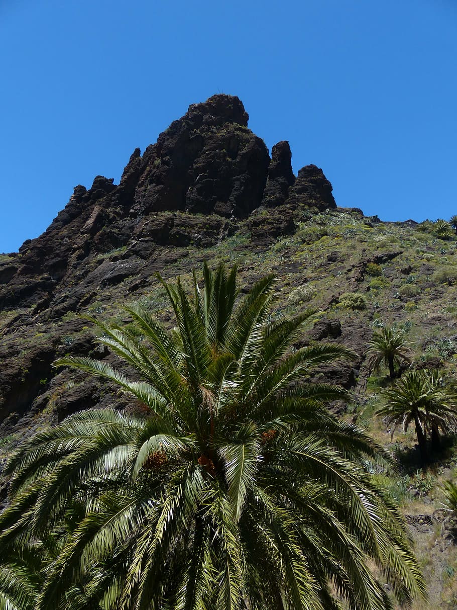 masca ravine, mountains, teno mountains, tenerife, palm, canary islands, HD wallpaper
