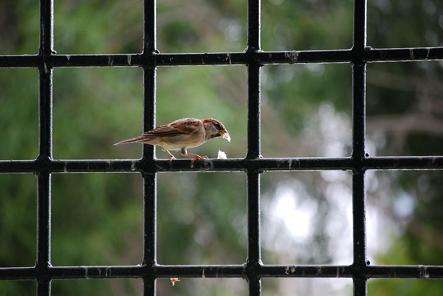 Bird, Wrought Iron, Breadcrumbs, one animal, cage, focus on foreground