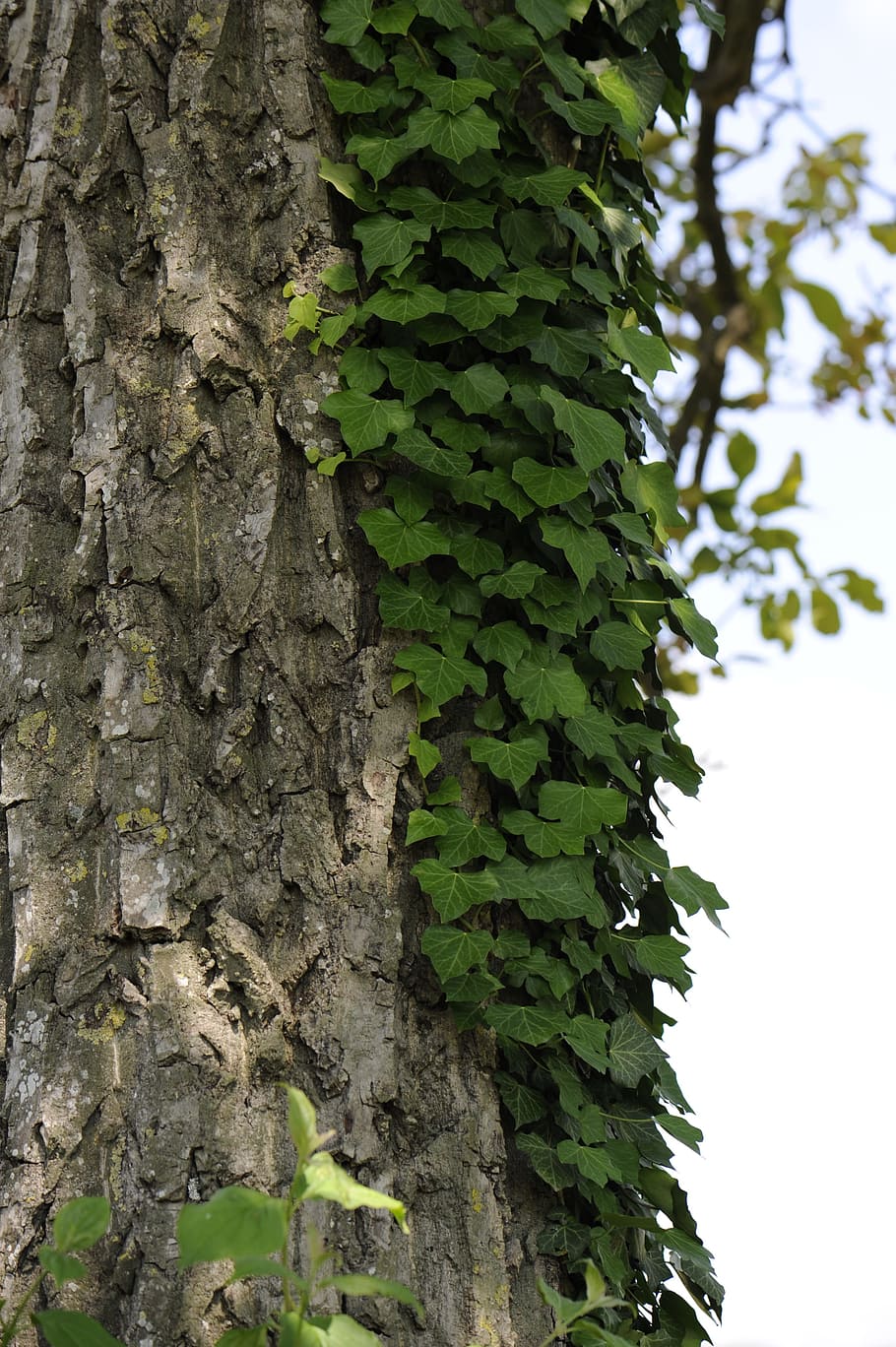 Ivy, Tree, Tree, Bark, Fouling, Log, Creeper, tree trunk, green color HD wallpaper