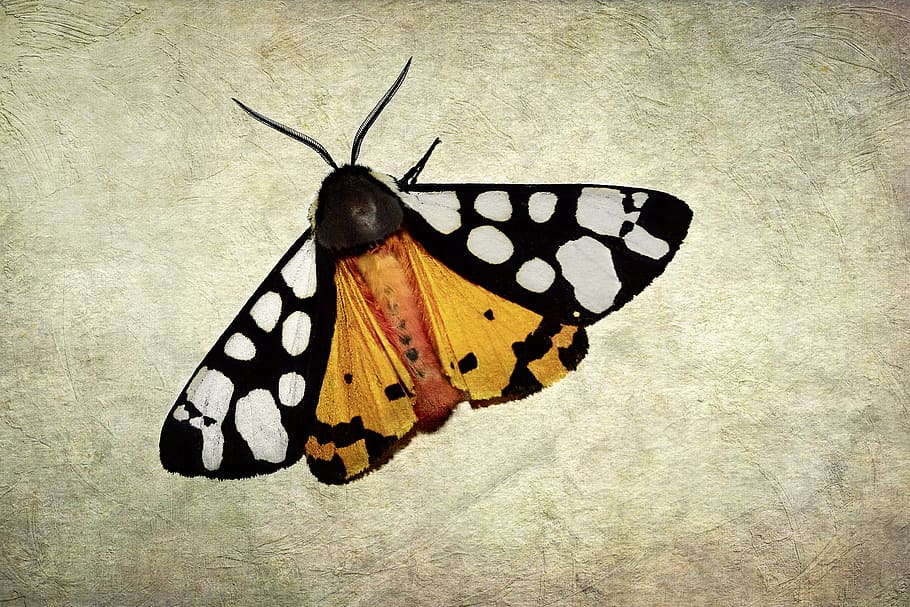 garden tiger moth close-up photo, butterfly, tortoiseshell farm