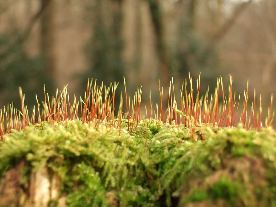 moss, forest, spring, bloom, green, plant, growth, selective focus HD wallpaper