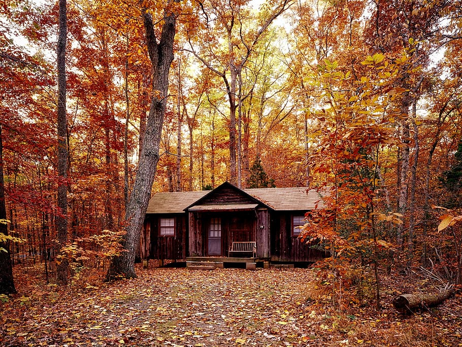 brown wooden house surrounded with maple tree, autumn, fall, foliage