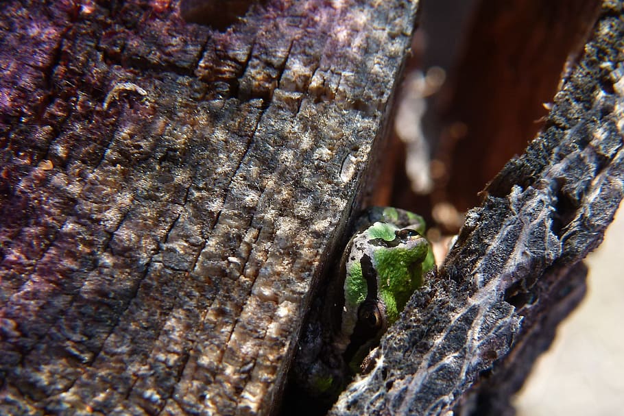 Green, Frog, Amphibian, Creature, Small, animal, laubfrosch HD wallpaper