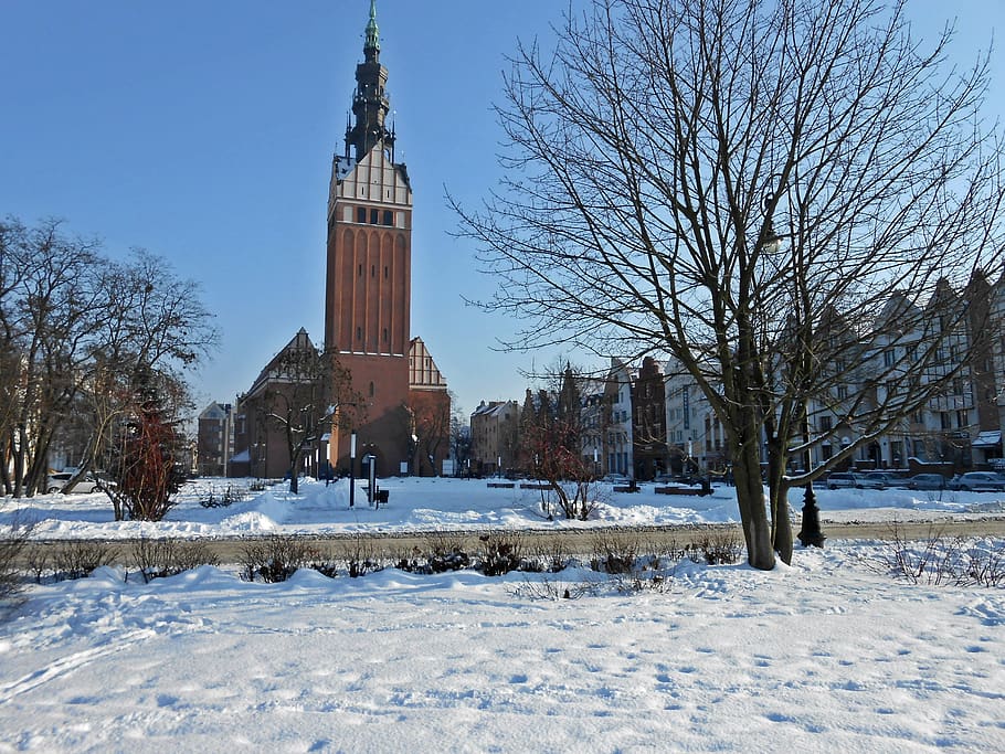 cathedral, elblag, poland, cold temperature, snow, winter, tree HD wallpaper