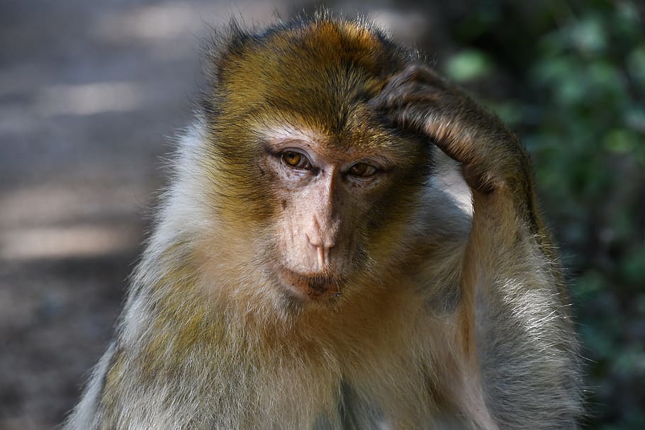 monkey, barbary macaque, magot, thoughtful, primate, animal wildlife HD wallpaper