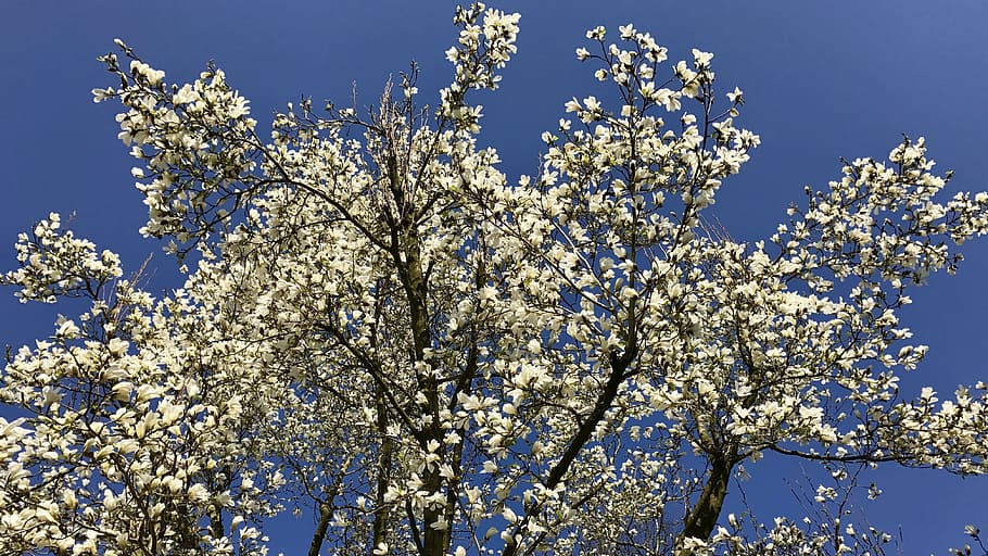spring, blossom, bloom, white, magnolia, nature, tree, blue HD wallpaper