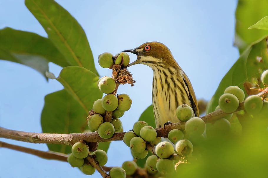 birds, yellow, twigs, tree, plant, leaf, fruit, plant part HD wallpaper