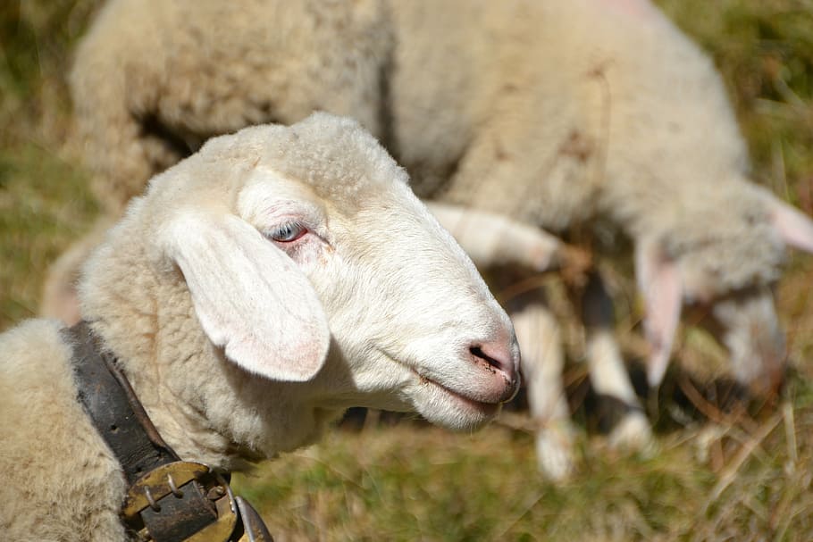 sheep, animal, flock, wool, nature, sheep's wool, flock of sheep HD wallpaper