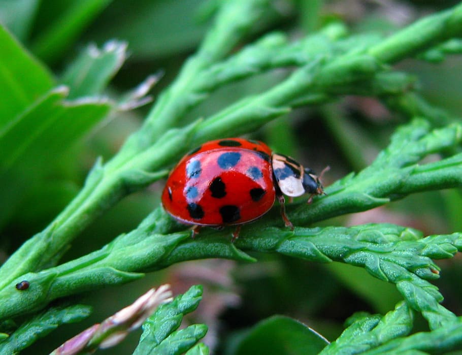 Ladybug, Nature, Leaves, Insect, red, animals in the wild, one animal HD wallpaper