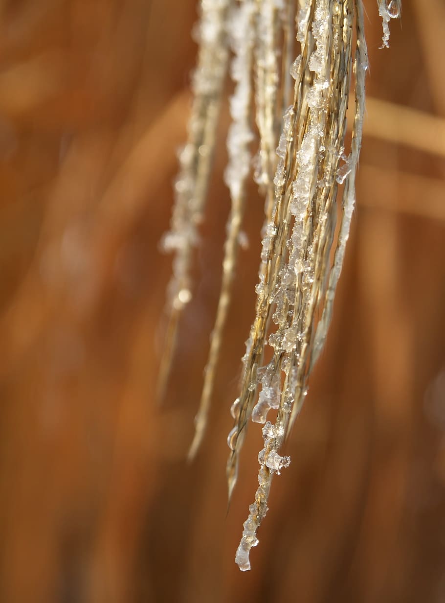 Ice, Cold, Cold, Winter, Plant, Frost, Frozen, not cold, cold temperature HD wallpaper