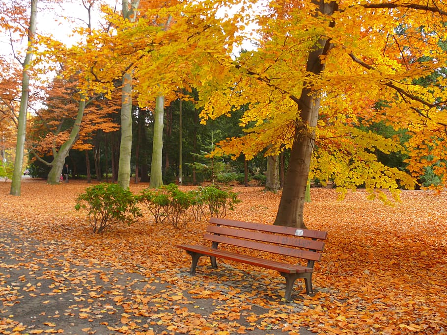 brown and black bench under tree, Autumn, Garden, Leaf, park, HD wallpaper