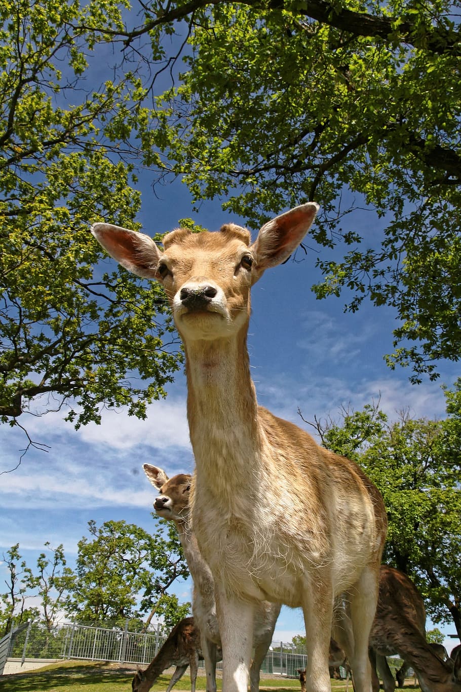 Roe Deer, Wild, Fallow Deer, Nature, curious, forest animal HD wallpaper