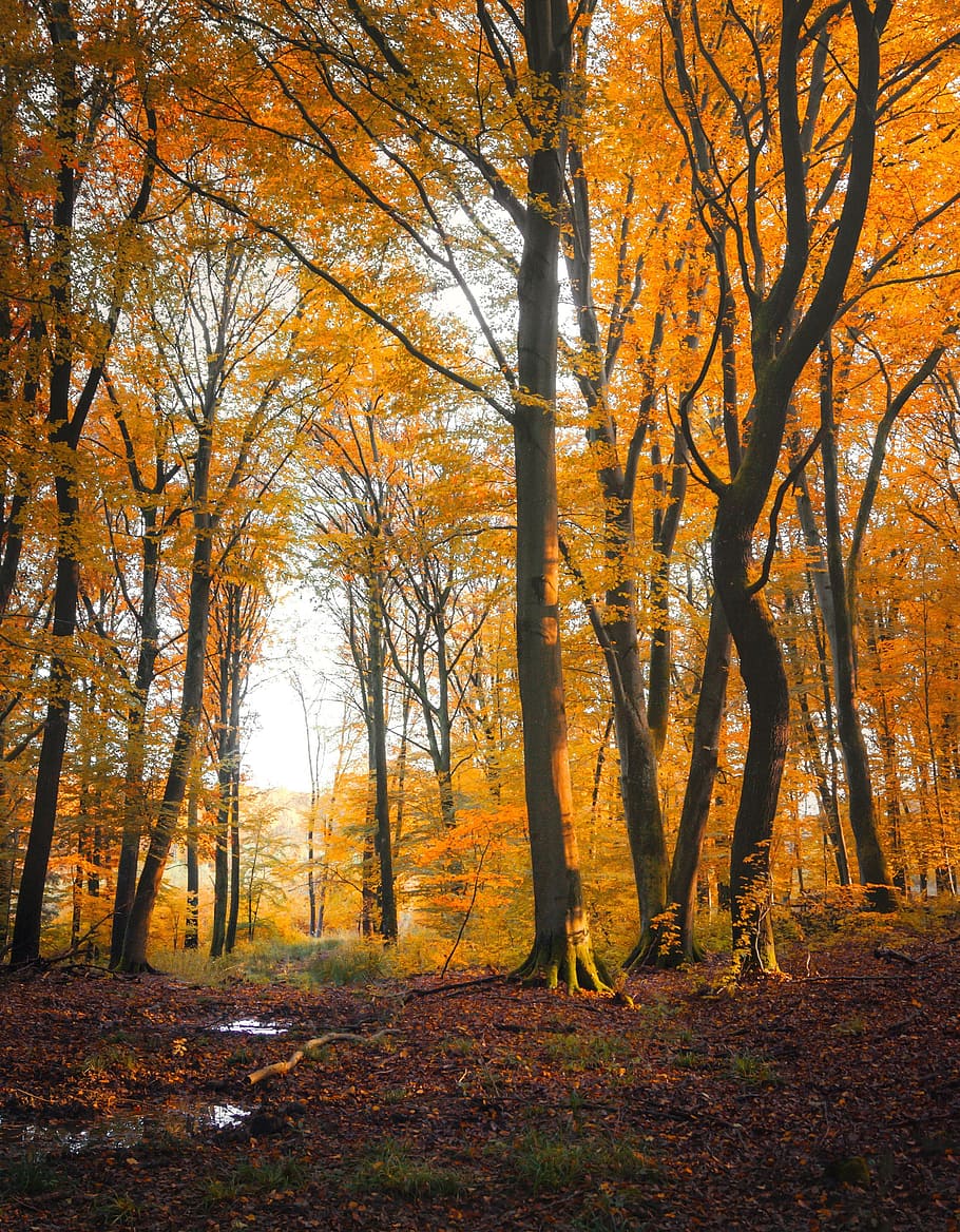 autumn, forest, leaf, sun, color, orange, tree, season, fall HD wallpaper