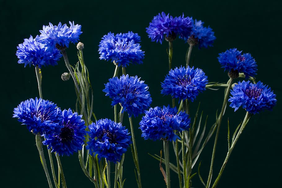 blue petaled flower, cornflowers, blossom, bloom, flowering plant HD wallpaper