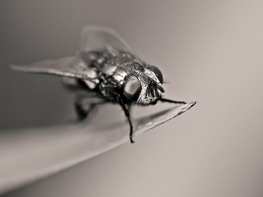fly, insect, macro, black and white, invertebrate, animal themes HD wallpaper