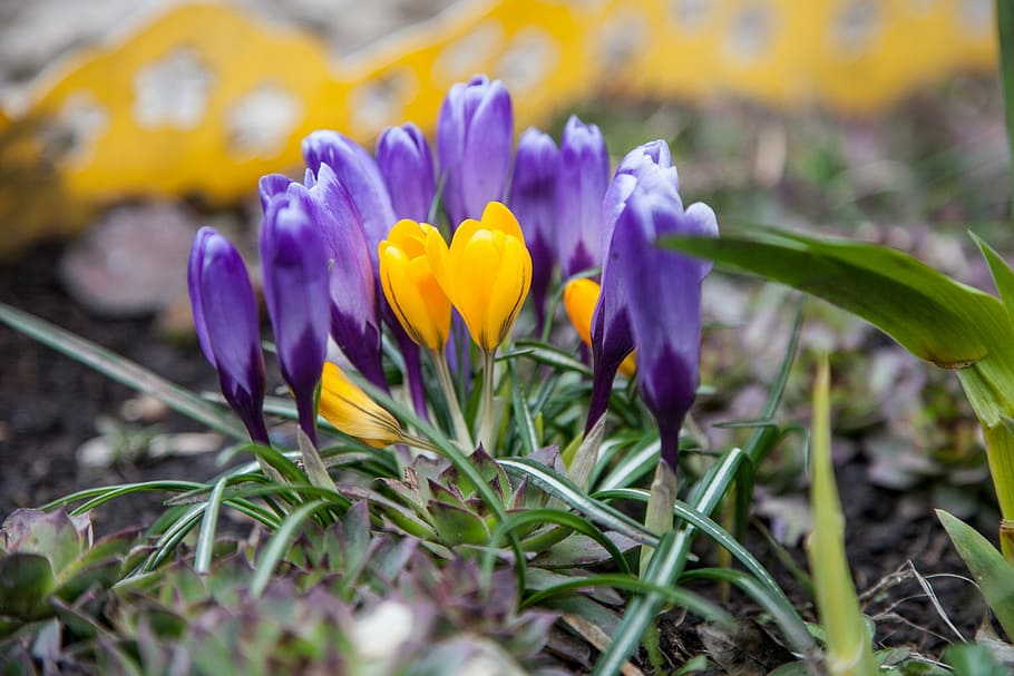 flowers, crocuses, spring, greens, purple, blue, yellow, nature HD wallpaper