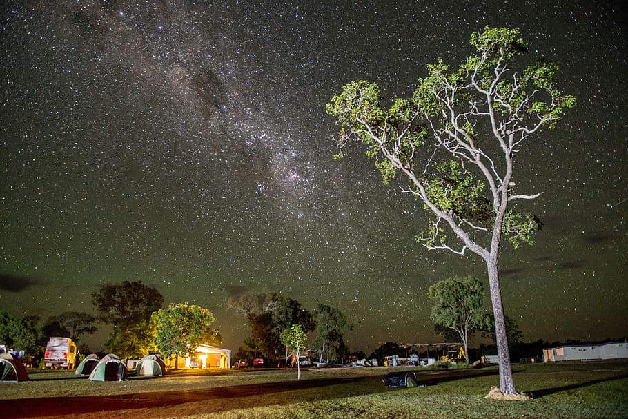 green leafed tree during night time, several camps near trees HD wallpaper