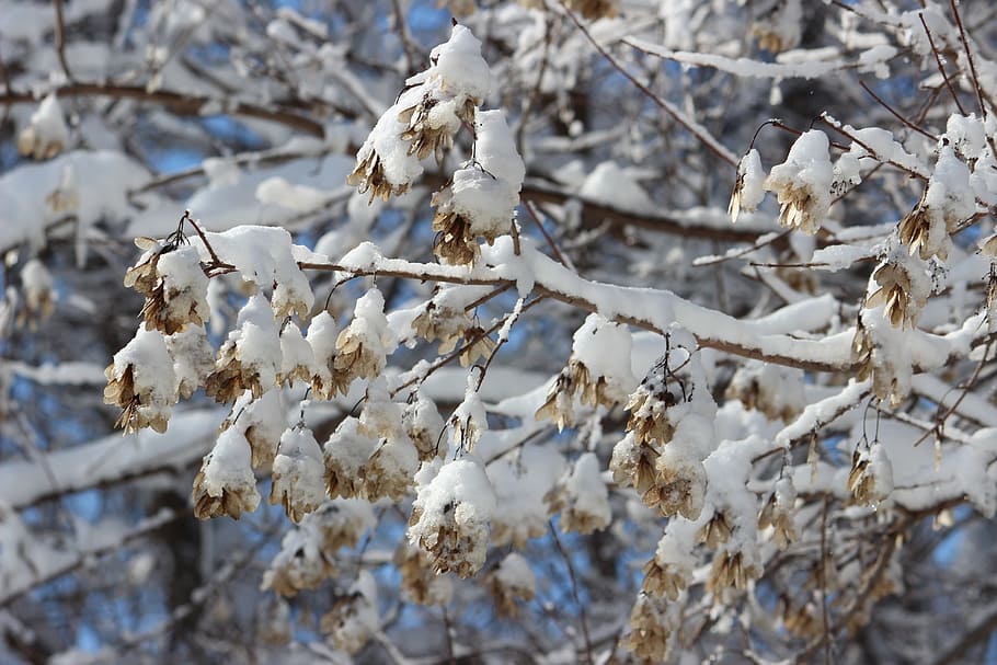 snow, tree, winter, cold, nature, pine, seasonal, white color HD wallpaper