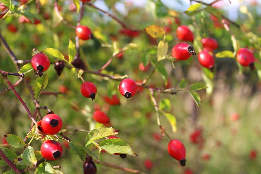 bush, wild rose, fruit, red, plants, sprig, nature, autumn HD wallpaper
