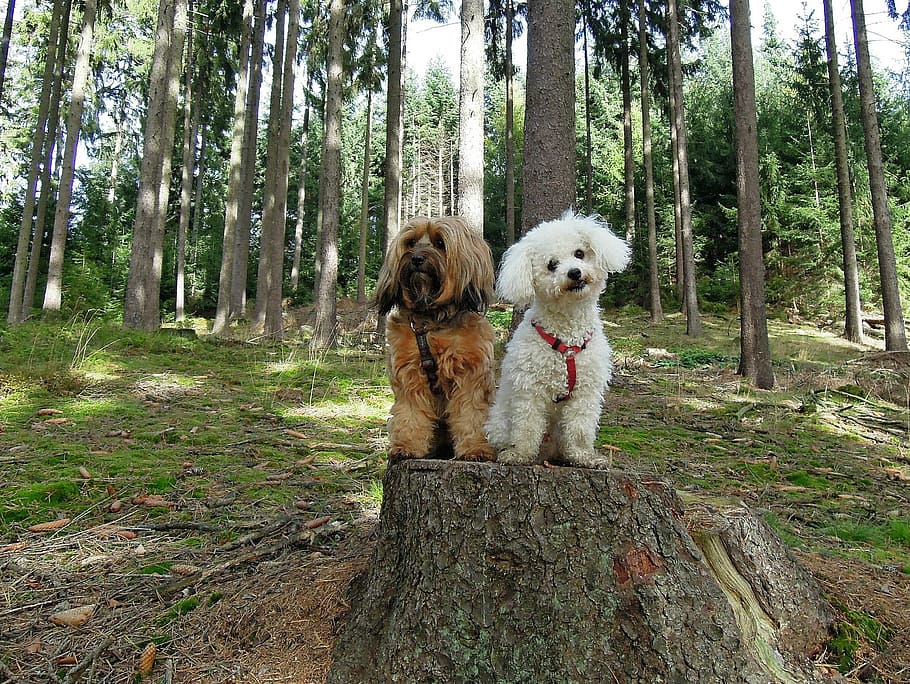 two long-coated tan and white dogs, forest, sitting, trees HD wallpaper