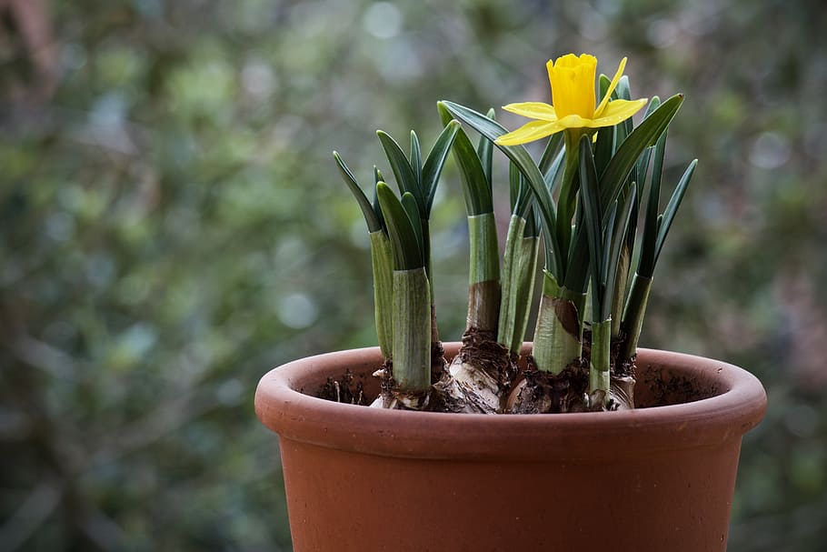 bulb-narciso-plant-nature.jpg