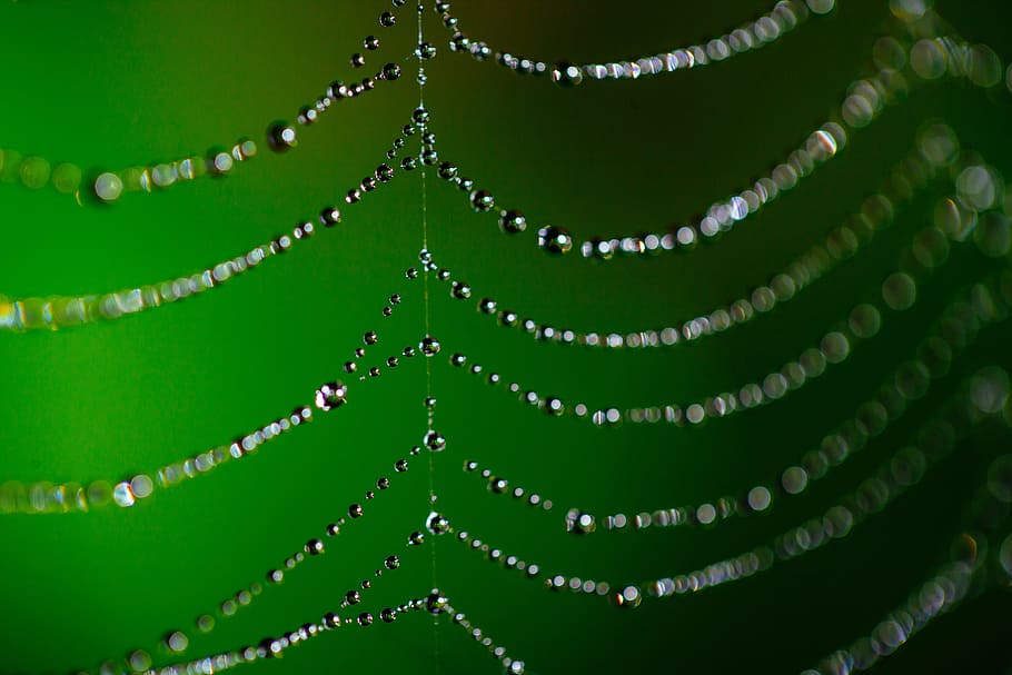 spider web, bokeh, dew, nature, insect, cobweb, pattern, net HD wallpaper