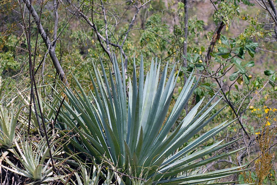 maguey, thorns, nature, plant, tree, growth, beauty in nature HD wallpaper