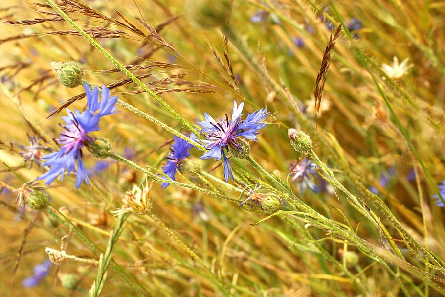 cornflower, plant, field, spring, nature, bloom, summer, weed HD wallpaper