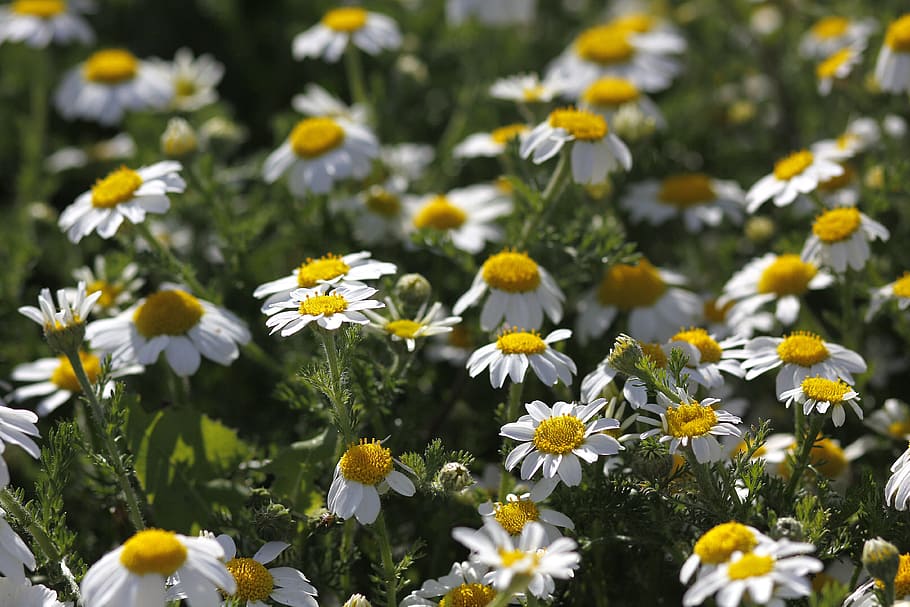 Flowers, Daisies, Spring, Nature, Prato, green, yellow, park HD wallpaper