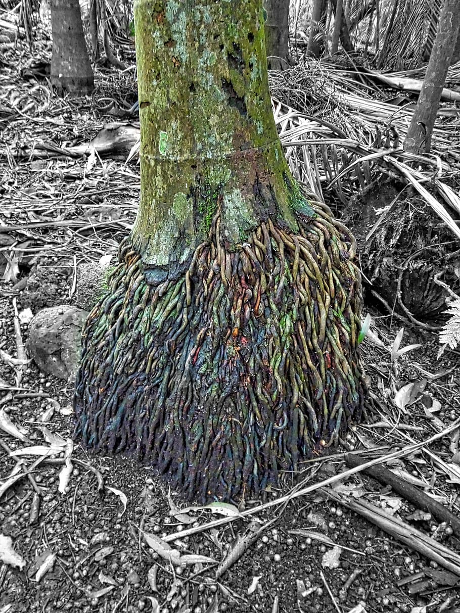 tree trunk, ribbon, roots, decoration, nature, texture, plant HD wallpaper