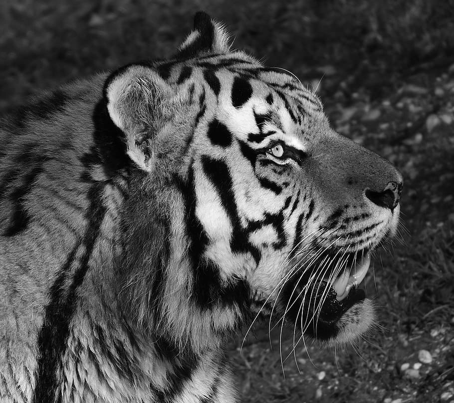 grayscale tiger photograph, predator, fur, beautiful, dangerous HD wallpaper