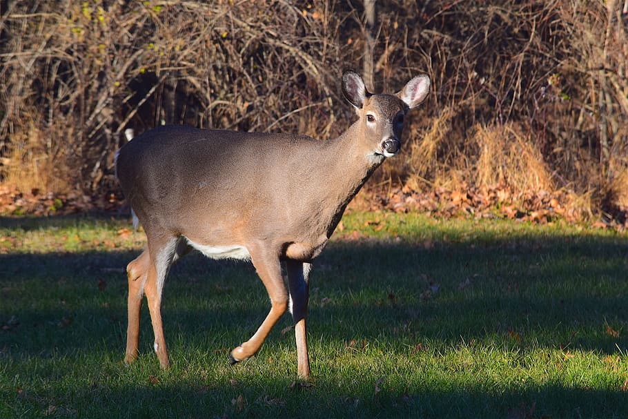 deer, looking, grass, field, animal, mammal, wildlife, nature HD wallpaper