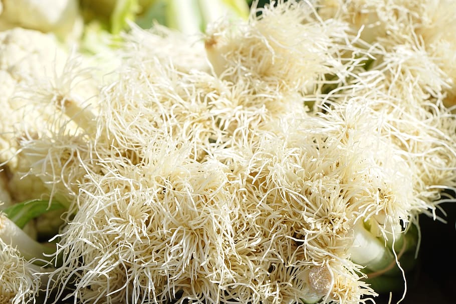 Root, Spring Onions, Vegetables, Crop, plant, winter onion HD wallpaper