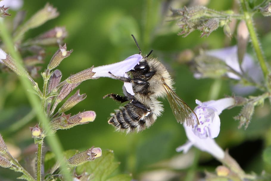 Bee, Insect, Blossom, Bloom, Close, honey bee, one animal, animals in the wild HD wallpaper
