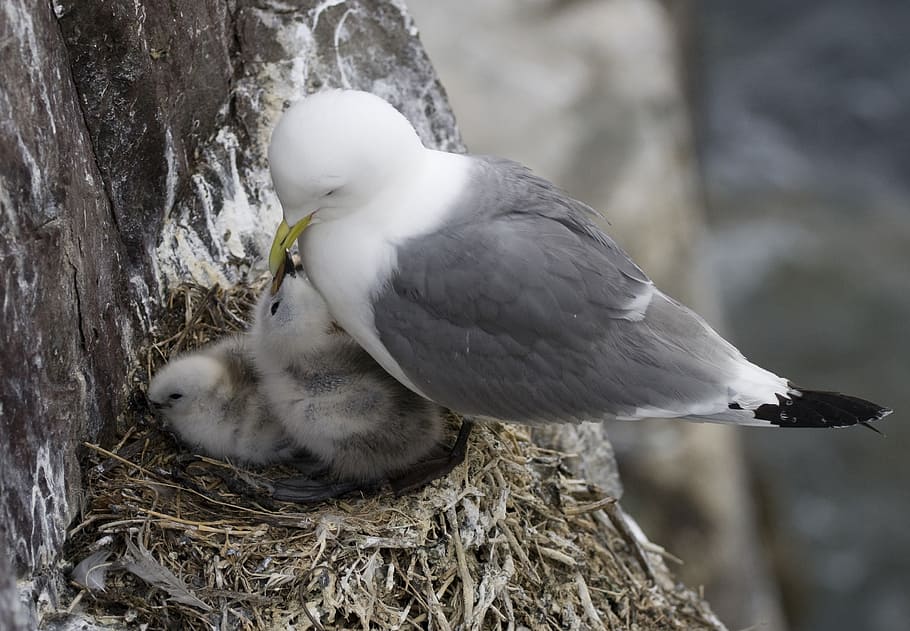white and gray bird, bird's nest, chicks, animals, farne islands, HD wallpaper