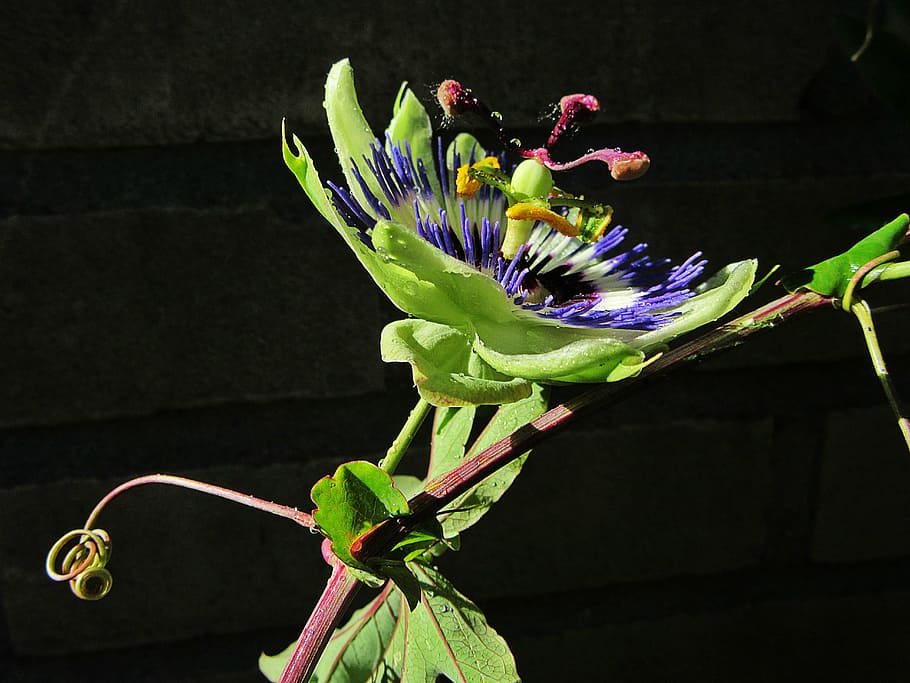 passion flower, dew, rain, drops, passiflora caerulea, stamens HD wallpaper