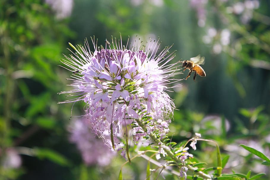 bee, insect, entomology, fly, garden, flower, purple, nature study HD wallpaper