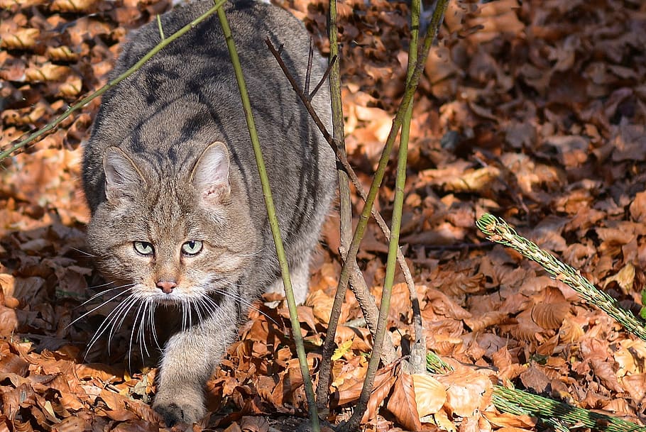 nature, animal, animal themes, mammal, feline, cat, one animal HD wallpaper