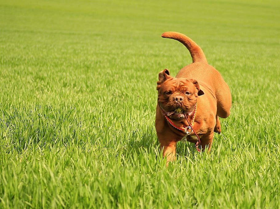 bordeaux, dog, dogue, mastiff, french, sunny, brown, summer, HD wallpaper