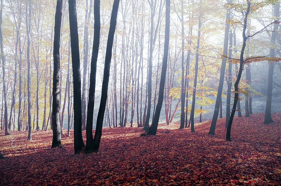 light, nature, forest, trees, autumn, environment, fall, fog HD wallpaper