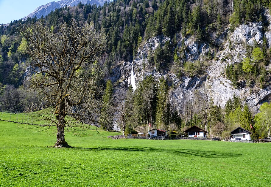 tree, nature, grass, chalet, mountain huts, landscape, switzerland, HD wallpaper
