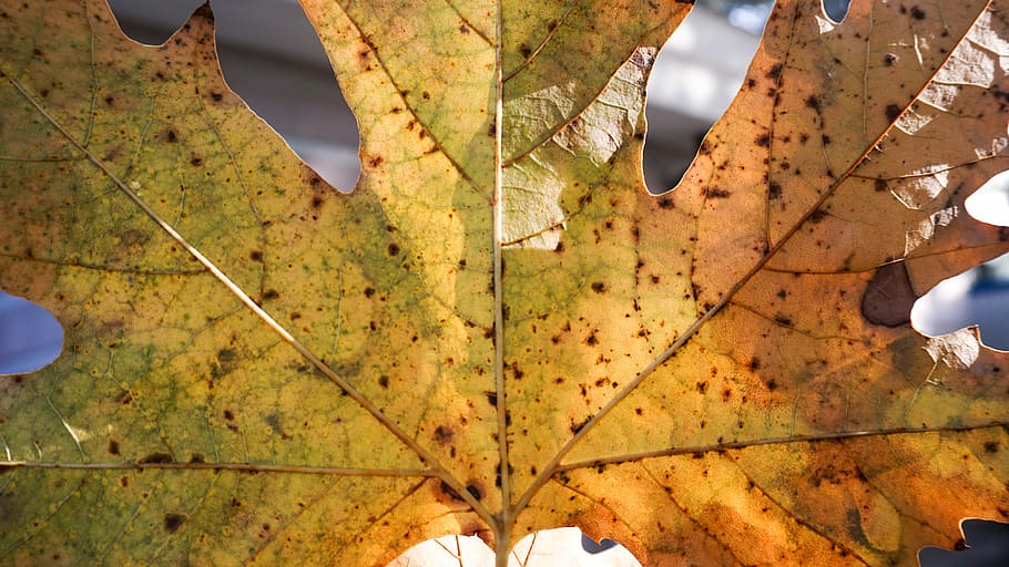 we do, autumn, old, solar, leaf, plant part, nature, day, no people HD wallpaper