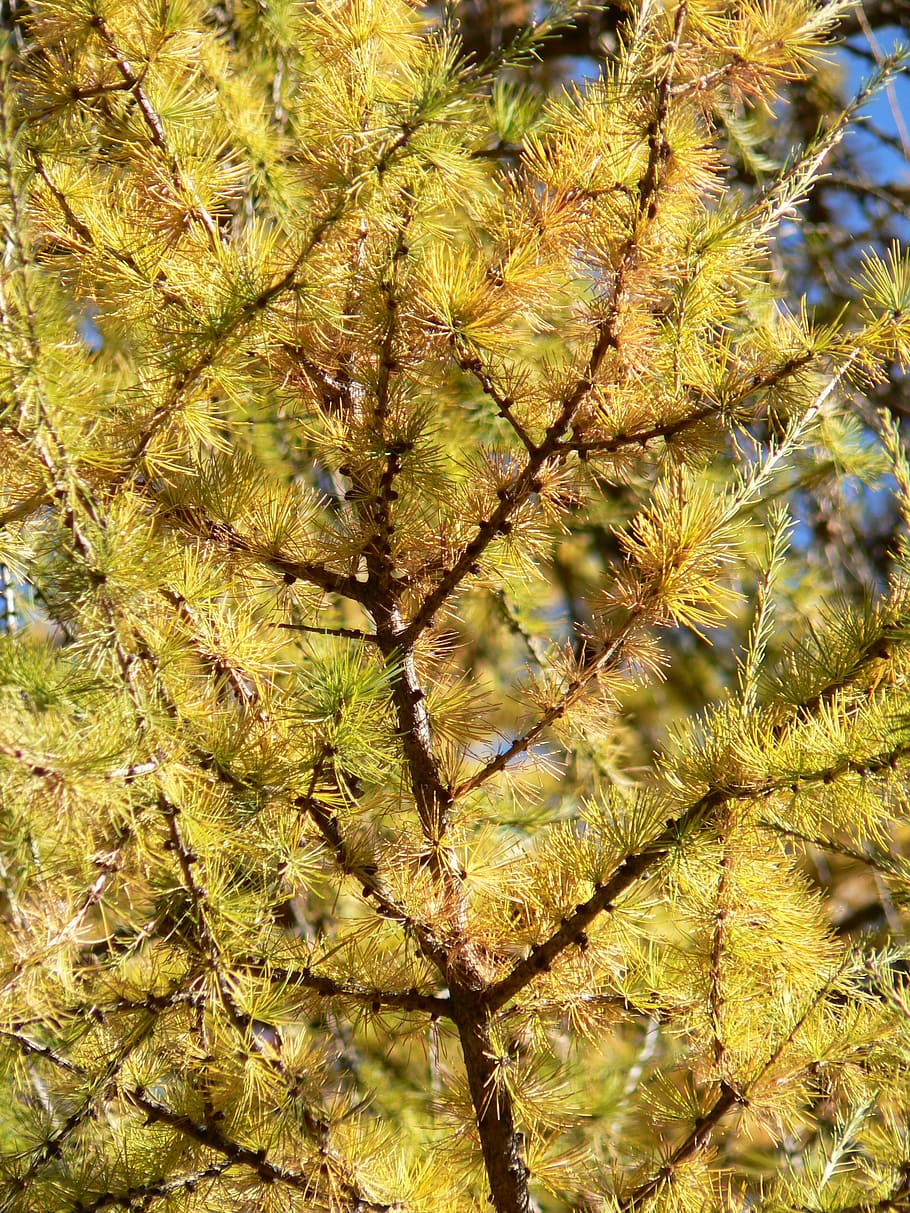 autumn, larch, fall color, western, plant, growth, tree, day, HD wallpaper