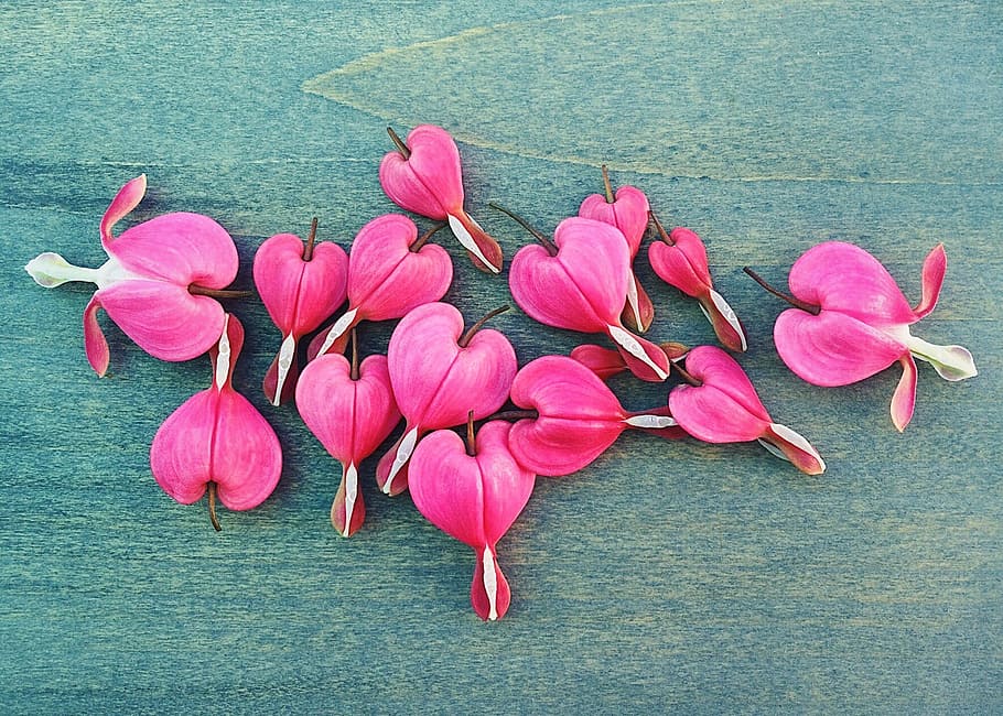 bleeding heart flowers on teal surface, bleeding hearts, spring, HD wallpaper