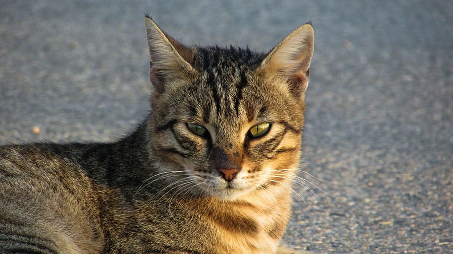 cat, stray, eyes, face, look, wild, looking, street, domestic Cat HD wallpaper